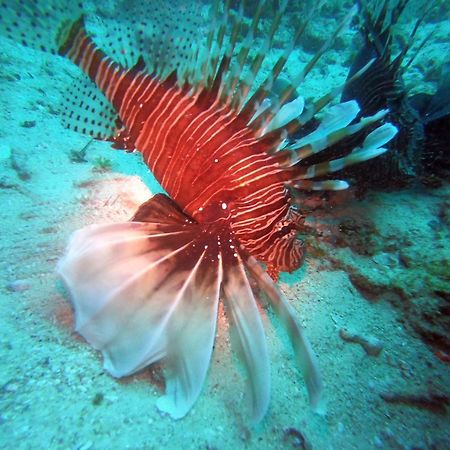 Dive Planet Mafia Island Utende المظهر الخارجي الصورة