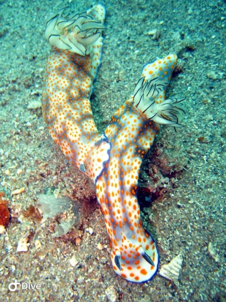 Dive Planet Mafia Island Utende المظهر الخارجي الصورة