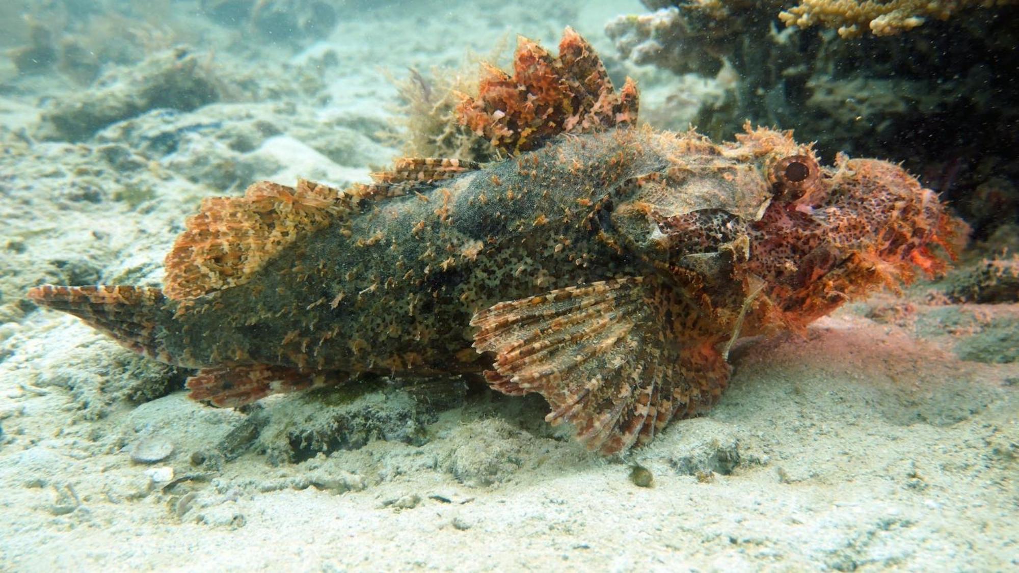 Dive Planet Mafia Island Utende المظهر الخارجي الصورة