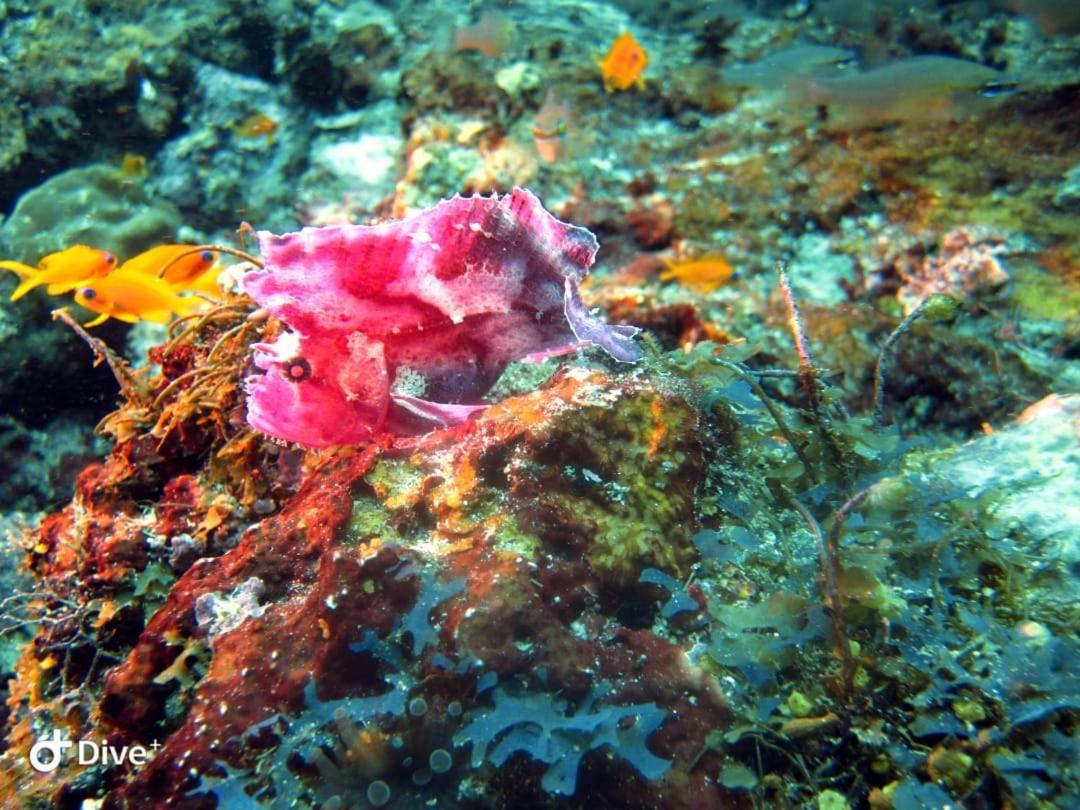 Dive Planet Mafia Island Utende المظهر الخارجي الصورة
